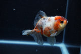 Yuan Bao Oranda  Calico 3.5 Inch (ID#0110Yb10b-75) Free2Day SHIPPING