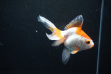 Ryukin Long Tail Red White 4.5 Inch (ID#1119Ry7a-2) Free2Day SHIPPING