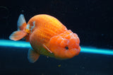 Lionchu  Red White 4.5 Inch (ID#418R12b-114)