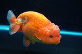 Lionchu  Red White 4.5 Inch (ID#418R12b-114)