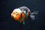 Jumbo Ranchu  Calico 5.5 Inch (ID#1025R10a-94)