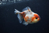 Yuan Bao Oranda  Calico 3.5 Inch (ID#0110Yb10b-75) Free2Day SHIPPING