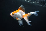 Ryukin Long Tail Red White 4.5 Inch (ID#1119Ry7a-2) Free2Day SHIPPING