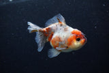 Yuan Bao Oranda  Calico 3.5 Inch (ID#0110Yb10b-75) Free2Day SHIPPING