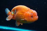 Lionchu  Red White 4.5 Inch (ID#418R12b-114)