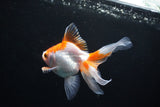 Ryukin Long Tail Red White 4.5 Inch (ID#1119Ry7a-2) Free2Day SHIPPING