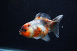 Yuan Bao Oranda  Calico 3.5 Inch (ID#0110Yb10b-75) Free2Day SHIPPING