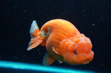 Lionchu  Red White 4.5 Inch (ID#418R12b-114)