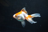 Ryukin Long Tail Red White 4.5 Inch (ID#1119Ry7a-2) Free2Day SHIPPING