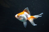 Ryukin Long Tail Red White 4.5 Inch (ID#1119Ry7a-2) Free2Day SHIPPING