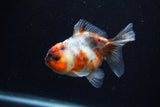 Yuan Bao Oranda  Calico 3.5 Inch (ID#0110Yb10b-75) Free2Day SHIPPING