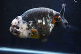 Jumbo Ranchu  Calico 6 Inch (ID#1029R10a-94)