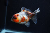 Yuan Bao Oranda  Calico 3.5 Inch (ID#0110Yb10b-75) Free2Day SHIPPING