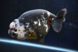 Jumbo Ranchu  Calico 6 Inch (ID#1029R10a-94)