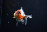 Yuan Bao Oranda  Calico 3.5 Inch (ID#0110Yb10b-75) Free2Day SHIPPING