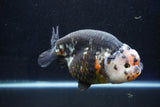 Jumbo Ranchu  Calico 6 Inch (ID#1029R10a-94)