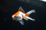 Ryukin Long Tail Red White 4.5 Inch (ID#1119Ry7a-2) Free2Day SHIPPING