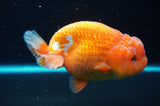 Lionchu  Red White 4.5 Inch (ID#418R12b-114)