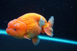 Lionchu  Red White 4.5 Inch (ID#418R12b-114)