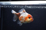 Yuan Bao Oranda  Calico 3.5 Inch (ID#0110Yb10b-75) Free2Day SHIPPING