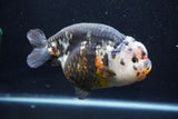 Jumbo Ranchu  Calico 6 Inch (ID#1029R10a-94)