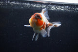 Yuan Bao Oranda  Calico 3.5 Inch (ID#0110Yb10b-75) Free2Day SHIPPING