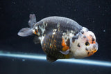 Jumbo Ranchu  Calico 6 Inch (ID#1029R10a-94)