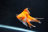 Ryukin Long Tail Red White 5 Inch (ID#1119Ry7a-3) Free2Day SHIPPING