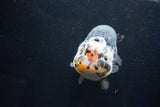 Jumbo Ranchu  Calico 6 Inch (ID#1029R10a-94)