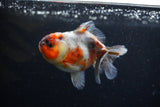 Yuan Bao Oranda  Calico 3.5 Inch (ID#0110Yb10b-75) Free2Day SHIPPING