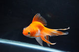 Ryukin Long Tail Red White 5 Inch (ID#1119Ry7a-3) Free2Day SHIPPING