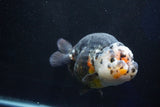 Jumbo Ranchu  Calico 6 Inch (ID#1029R10a-94)