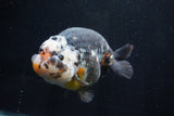 Jumbo Ranchu  Calico 6 Inch (ID#1029R10a-94)