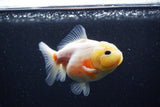 Yuan Bao Oranda  Sakura 3.5 Inch (ID#0110Yb10b-76) Free2Day SHIPPING