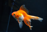 Ryukin Long Tail Red White 5 Inch (ID#1119Ry7a-3) Free2Day SHIPPING