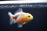 Yuan Bao Oranda  Sakura 3.5 Inch (ID#0110Yb10b-76) Free2Day SHIPPING