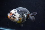 Jumbo Ranchu  Calico 6 Inch (ID#1029R10a-94)