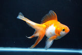 Ryukin Long Tail Red White 5 Inch (ID#1119Ry7a-3) Free2Day SHIPPING