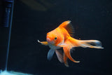 Ryukin Long Tail Red White 5 Inch (ID#1119Ry7a-3) Free2Day SHIPPING