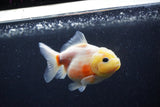 Yuan Bao Oranda  Sakura 3.5 Inch (ID#0110Yb10b-76) Free2Day SHIPPING