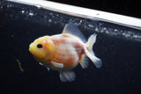 Yuan Bao Oranda  Sakura 3.5 Inch (ID#0110Yb10b-76) Free2Day SHIPPING