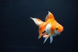 Ryukin Long Tail Red White 5 Inch (ID#1119Ry7a-3) Free2Day SHIPPING