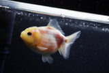 Yuan Bao Oranda  Sakura 3.5 Inch (ID#0110Yb10b-76) Free2Day SHIPPING