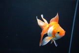 Ryukin Long Tail Red White 5 Inch (ID#1119Ry7a-3) Free2Day SHIPPING