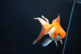 Ryukin Long Tail Red White 5 Inch (ID#1119Ry7a-3) Free2Day SHIPPING