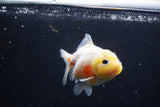 Yuan Bao Oranda  Sakura 3.5 Inch (ID#0110Yb10b-76) Free2Day SHIPPING