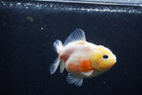 Yuan Bao Oranda  Sakura 3.5 Inch (ID#0110Yb10b-76) Free2Day SHIPPING