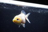 Yuan Bao Oranda  Sakura 3.5 Inch (ID#0110Yb10b-76) Free2Day SHIPPING