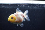 Yuan Bao Oranda  Sakura 3.5 Inch (ID#0110Yb10b-76) Free2Day SHIPPING