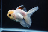 Juvenile Thai Oranda  Tricolor 4 Inch (ID#917To13b-50) Free2Day SHIPPING Please see notes